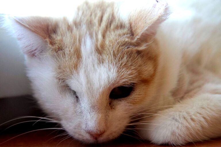 multimedia-foto72679-980-1