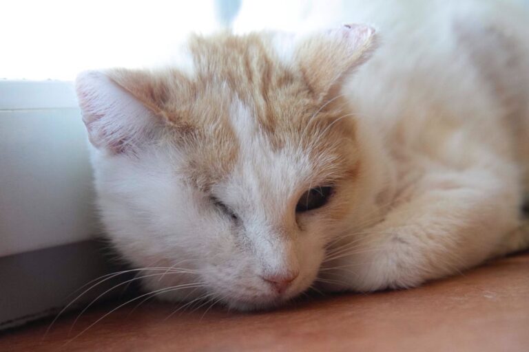 multimedia-foto72690-894-1