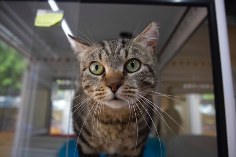 multimedia-foto72698-916-1