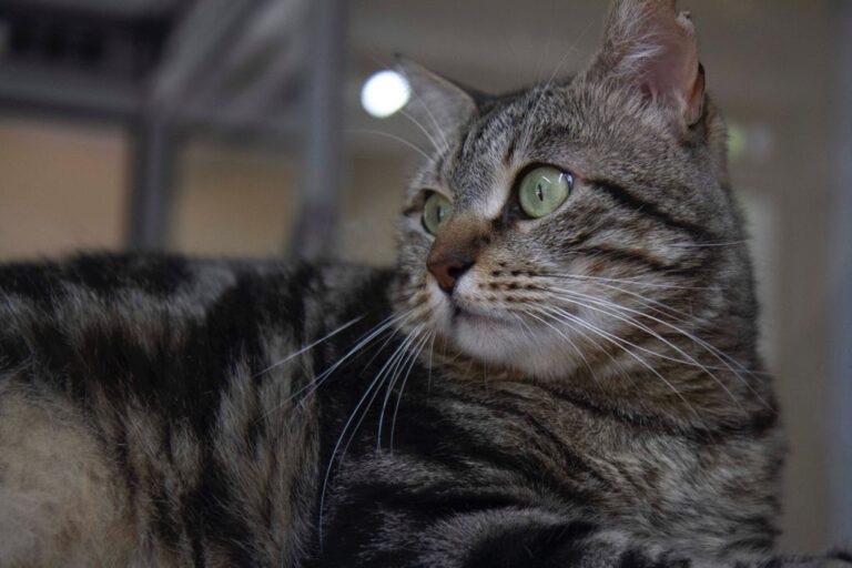 multimedia-foto72699-917-1