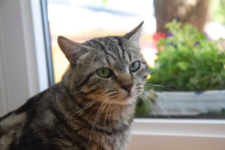 multimedia-foto72700-917-1