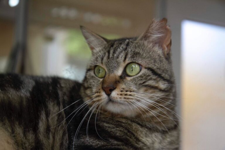 multimedia-foto72702-917-1