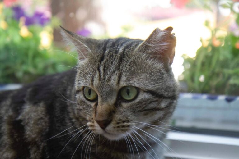 multimedia-foto72704-917-1