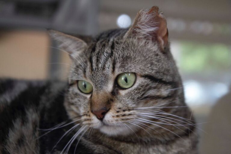 multimedia-foto72705-918-1