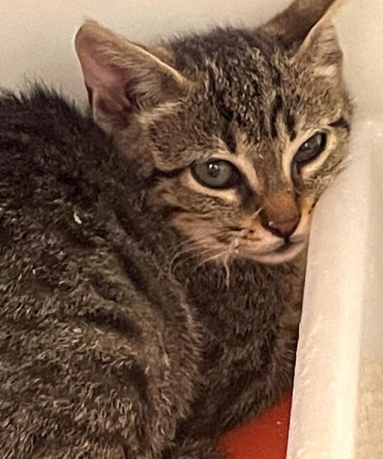 multimedia-foto72710-27-1