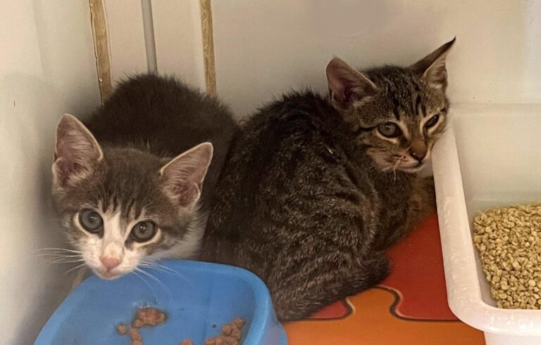 multimedia-foto72711-27-1