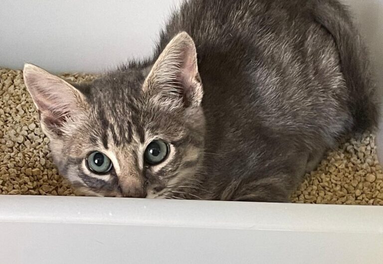 multimedia-foto72723-233-1