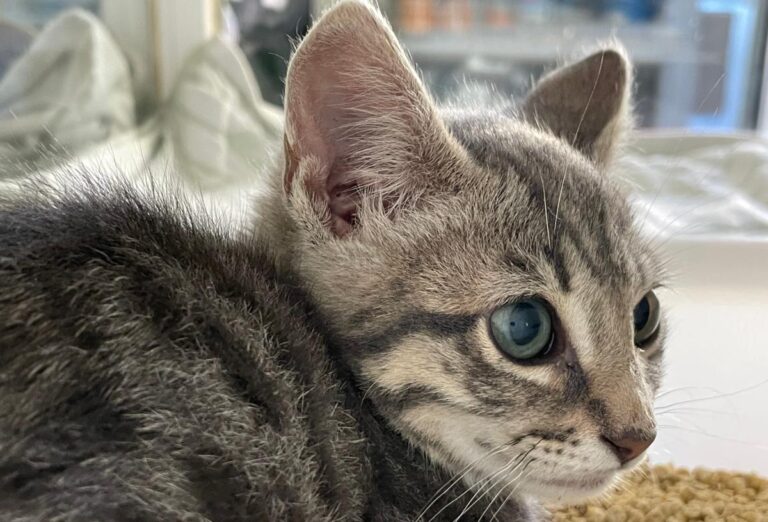 multimedia-foto72724-233-1