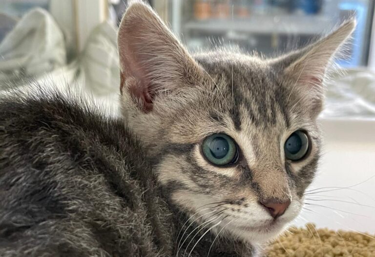 multimedia-foto72725-233-1