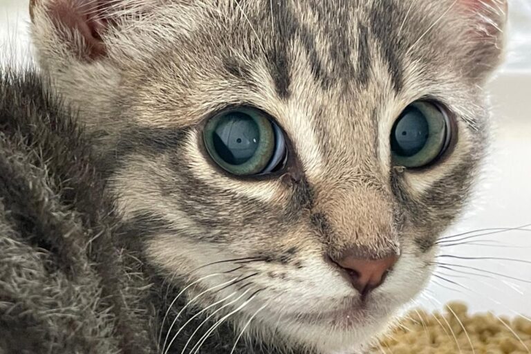 multimedia-foto72726-233-1