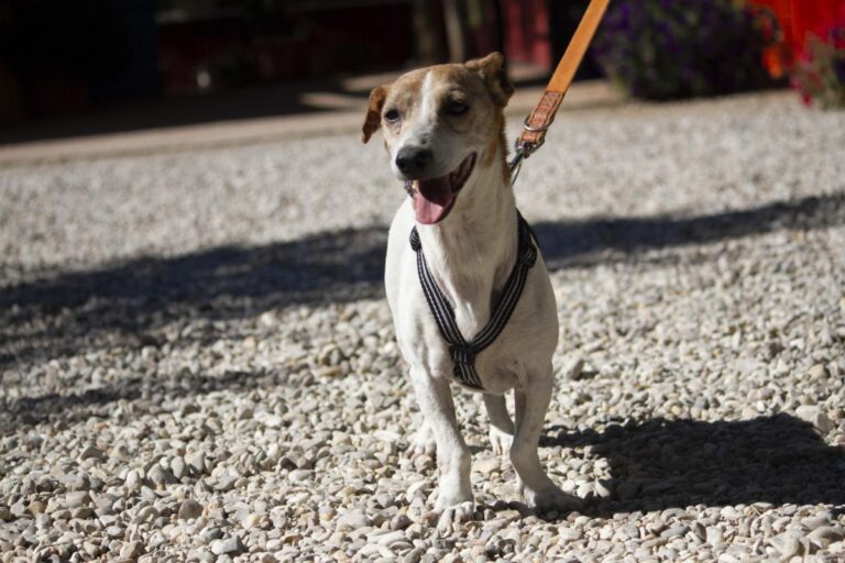 multimedia-foto72739-246-1