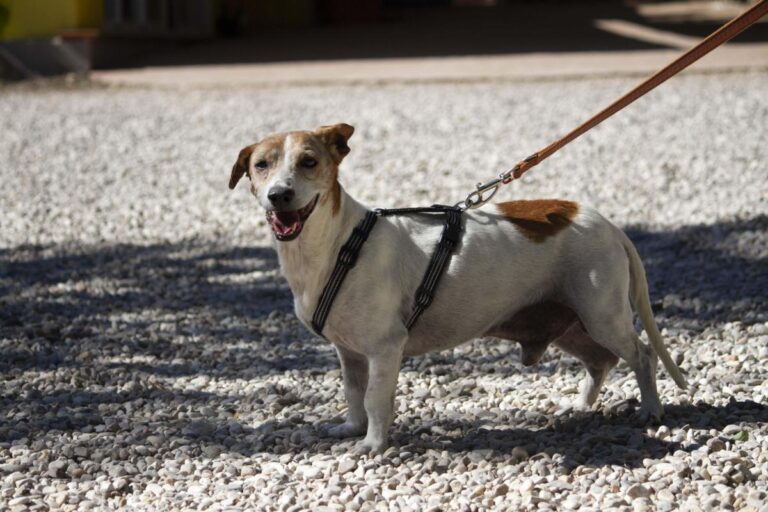 multimedia-foto72740-247-1