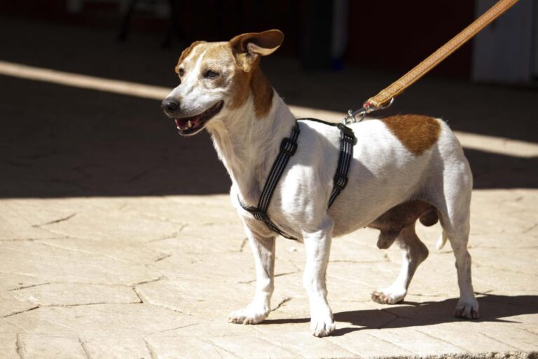 multimedia-foto72741-247-1