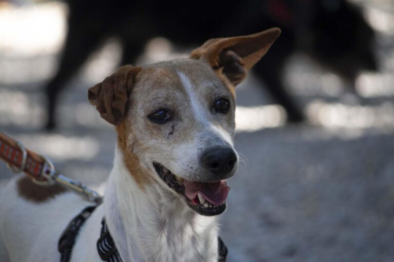 multimedia-foto72742-247-1