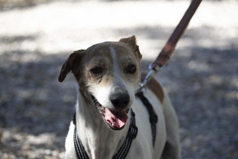 multimedia-foto72743-247-1