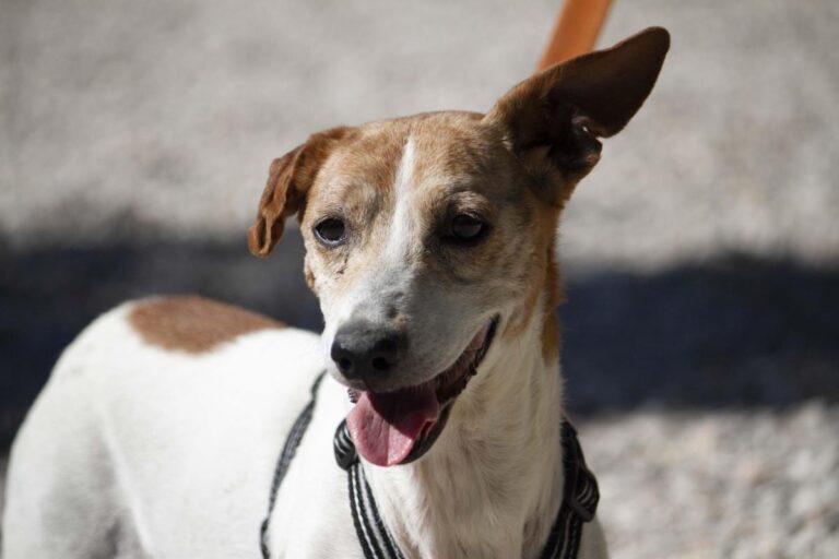 multimedia-foto72744-247-1