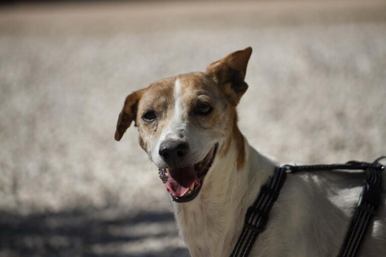 multimedia-foto72745-248-1