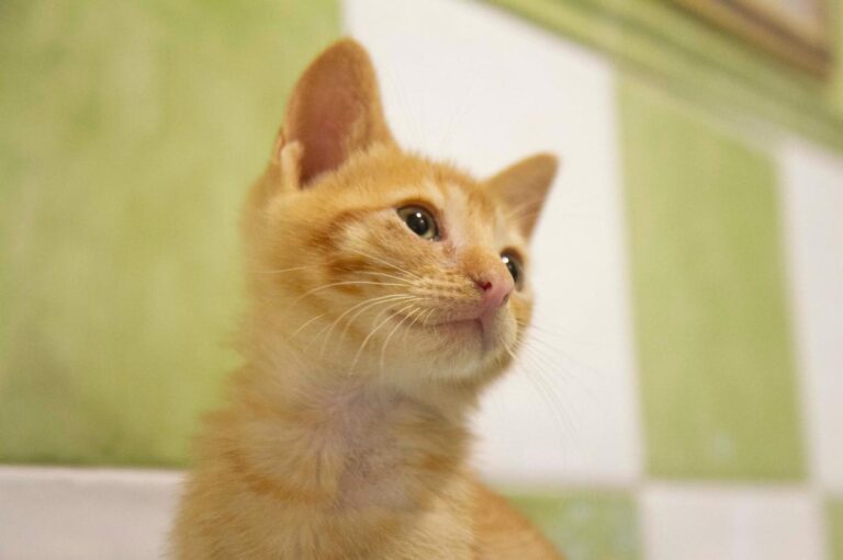 multimedia-foto72761-431-1