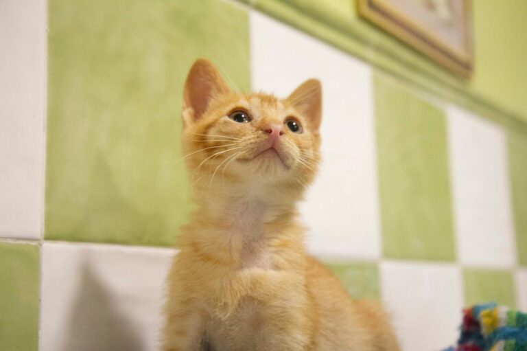 multimedia-foto72762-431-1