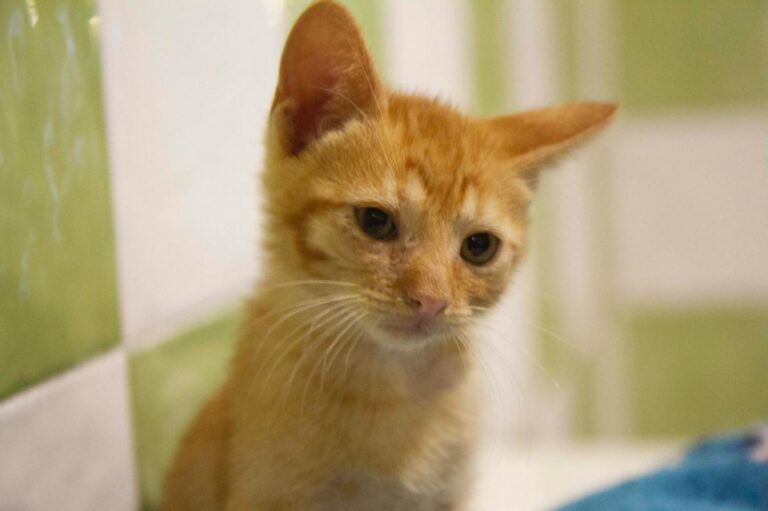 multimedia-foto72763-431-1