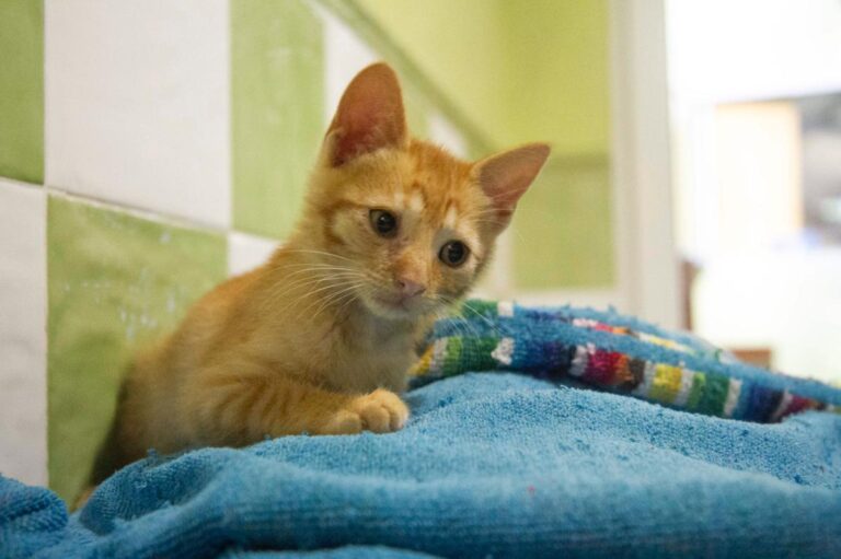 multimedia-foto72764-431-1