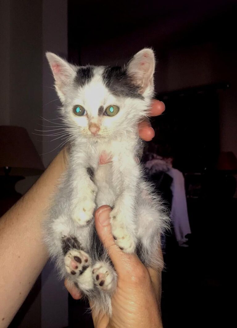 multimedia-foto72794-86-1