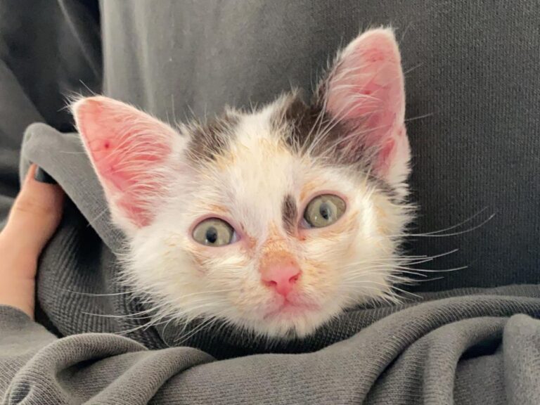 multimedia-foto72795-86-1