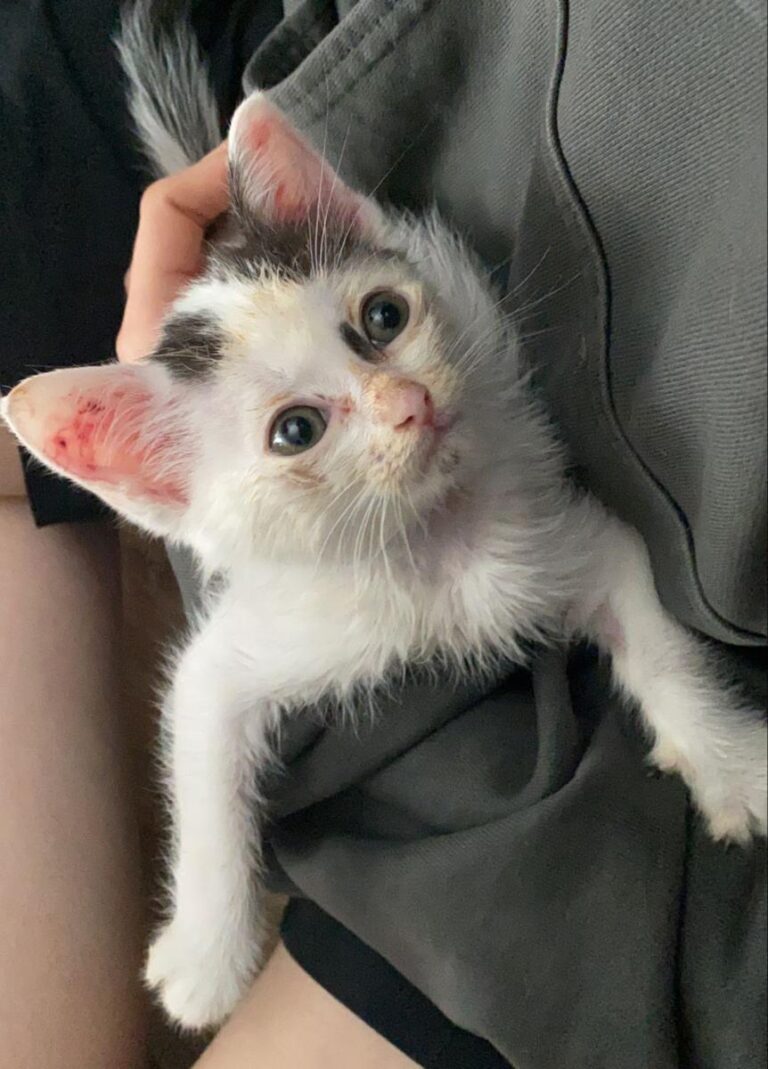 multimedia-foto72798-87-1