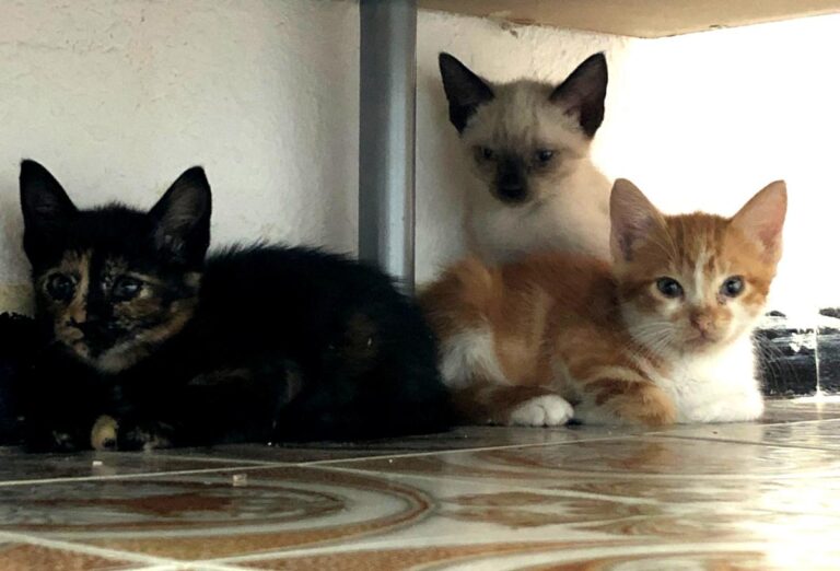 multimedia-foto72811-178-1