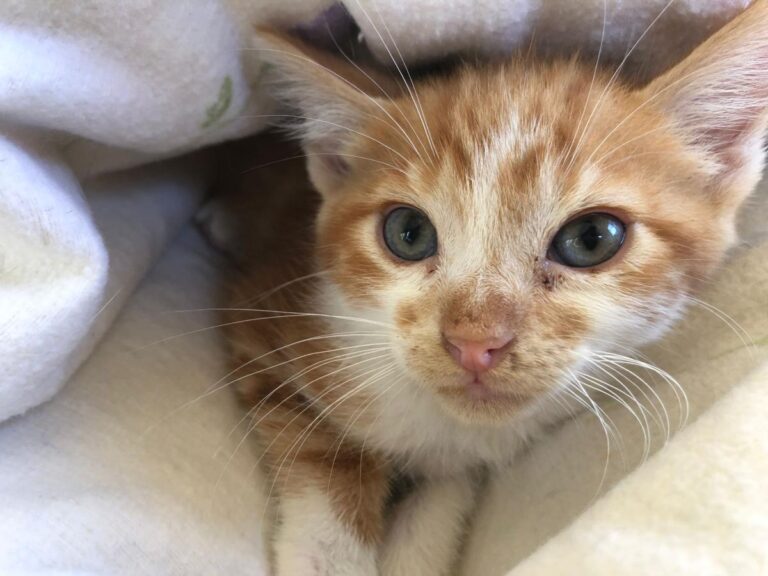 multimedia-foto72812-178-1