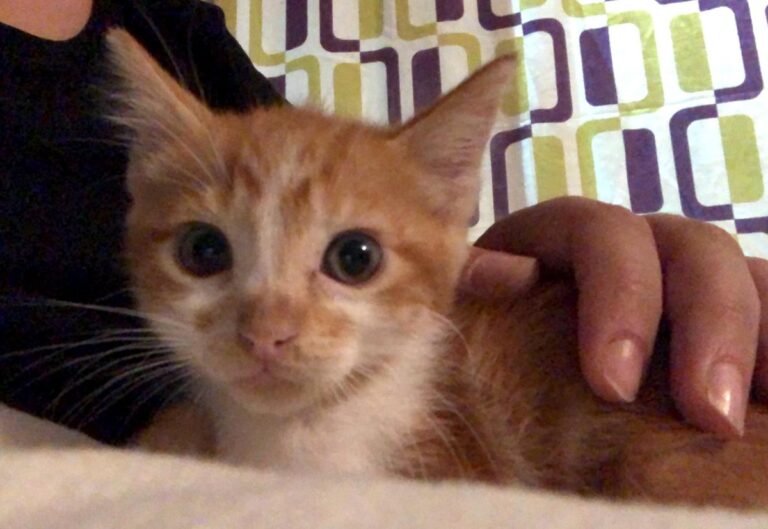 multimedia-foto72813-179-1