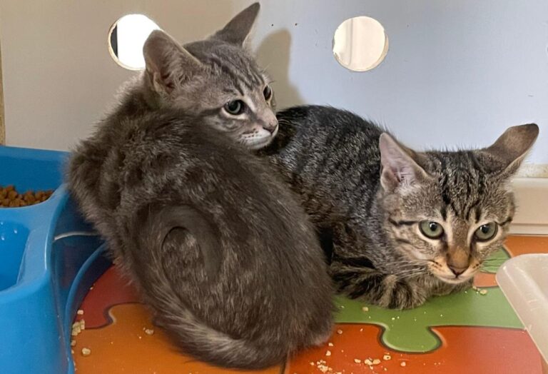 multimedia-foto72838-117-1