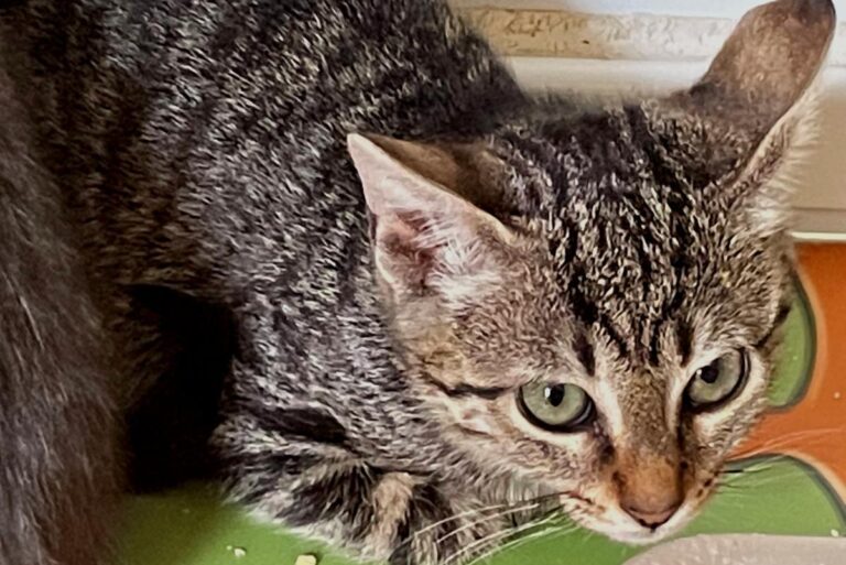 multimedia-foto72841-117-1