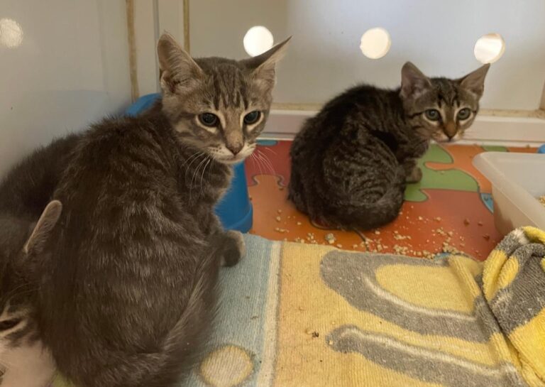 multimedia-foto72848-189-1