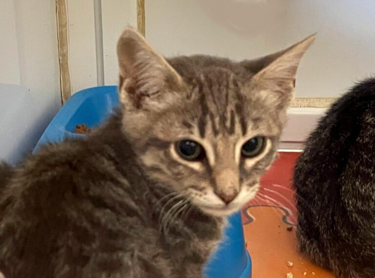 multimedia-foto72849-190-1