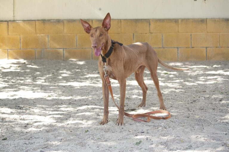 multimedia-foto72871-255-1