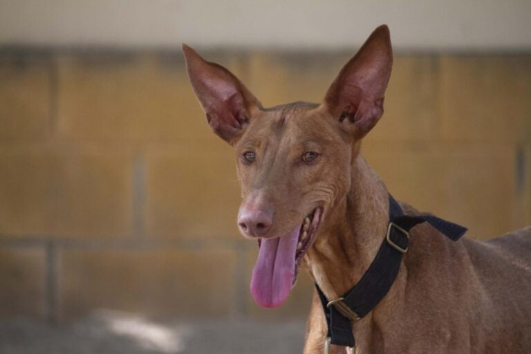 multimedia-foto72875-256-1