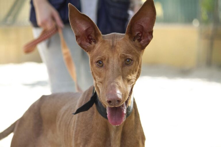 multimedia-foto72876-256-1