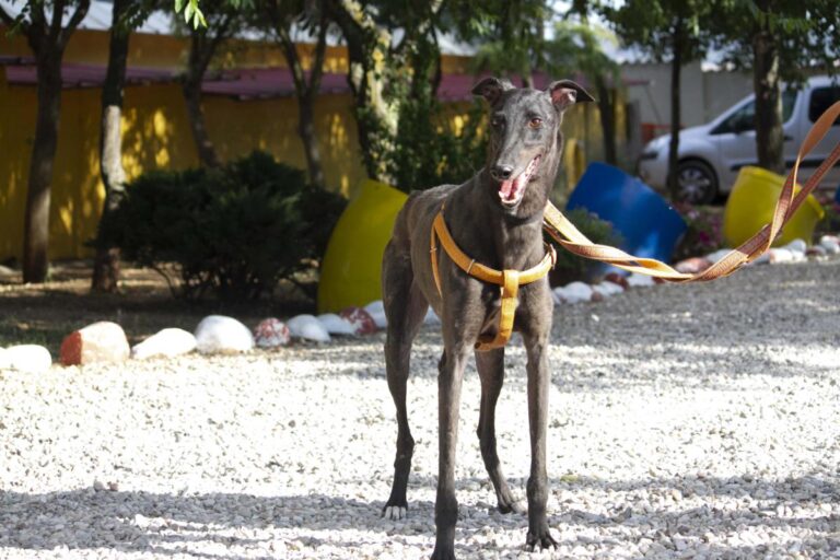 multimedia-foto72895-498-1