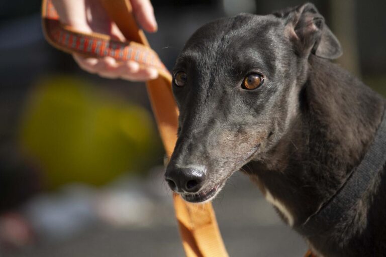 multimedia-foto72896-499-1