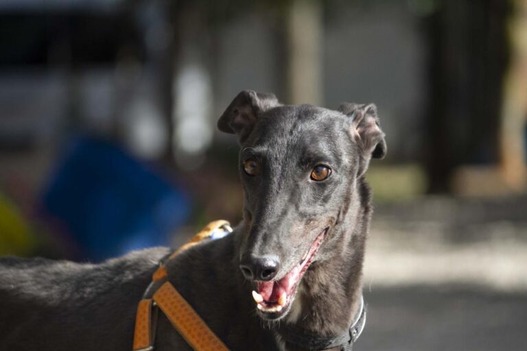 multimedia-foto72897-499-1