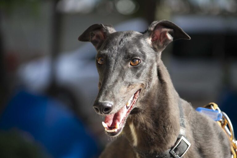 multimedia-foto72898-499-1