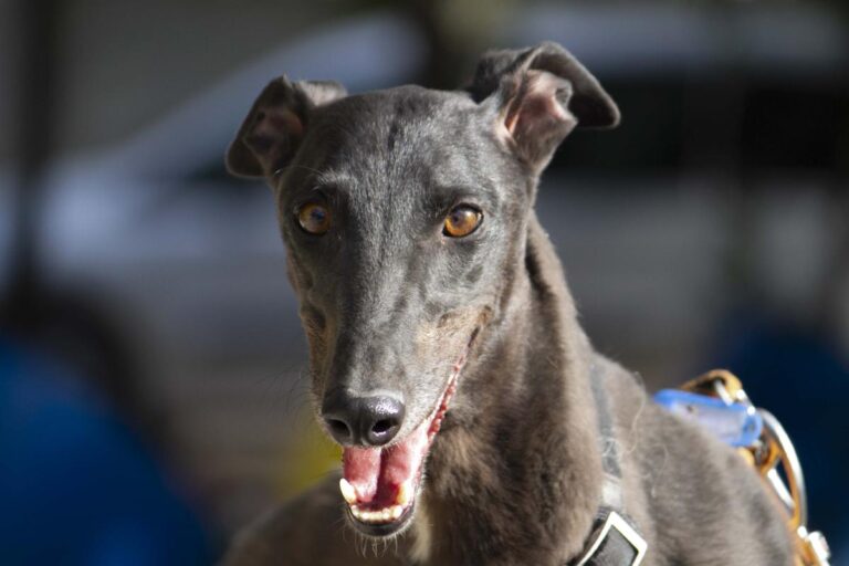 multimedia-foto72899-499-1