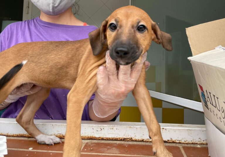 multimedia-foto72917-56-1