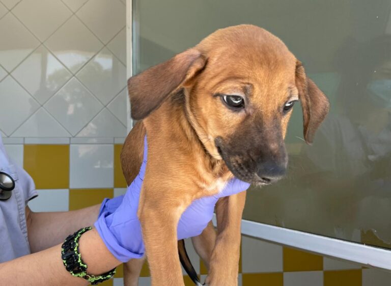 multimedia-foto72918-56-1