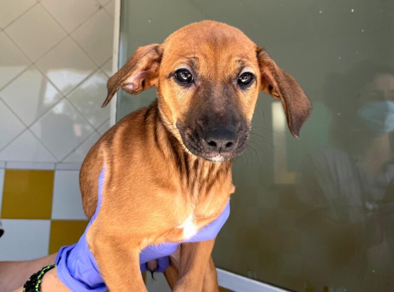 multimedia-foto72919-57-1