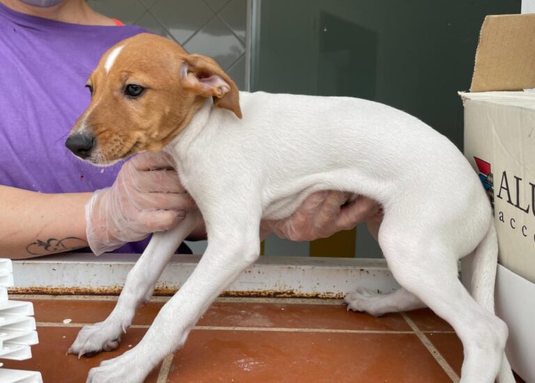 multimedia-foto72920-118-1