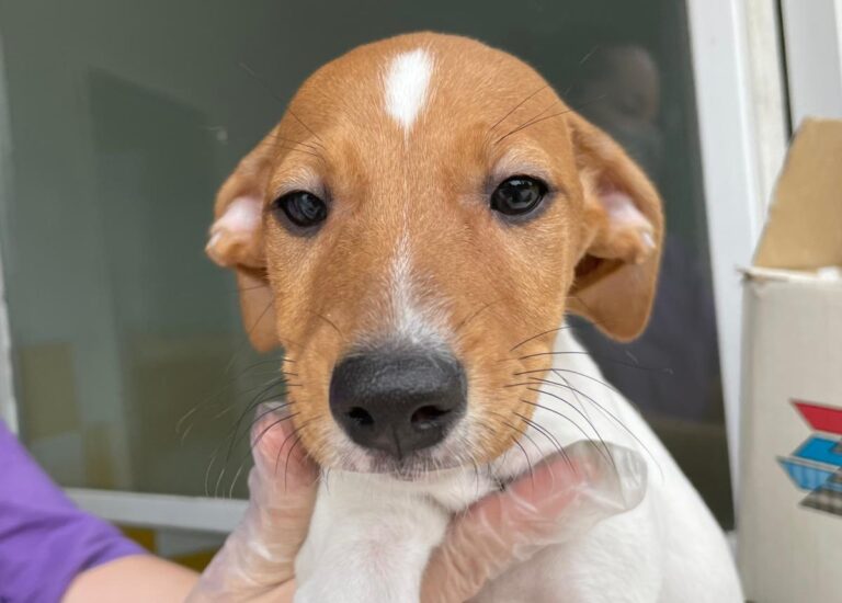 multimedia-foto72924-118-1