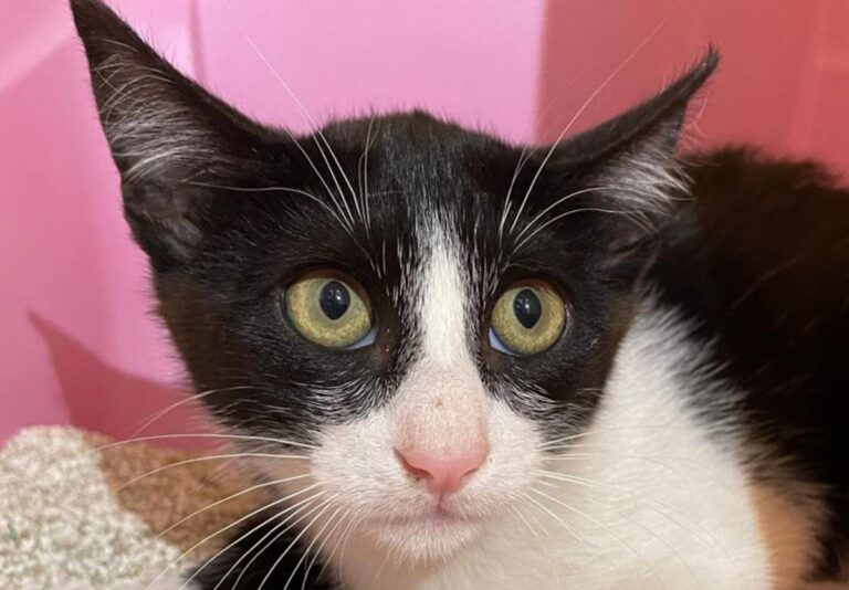 multimedia-foto72934-5-1