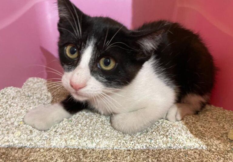 multimedia-foto72935-6-1